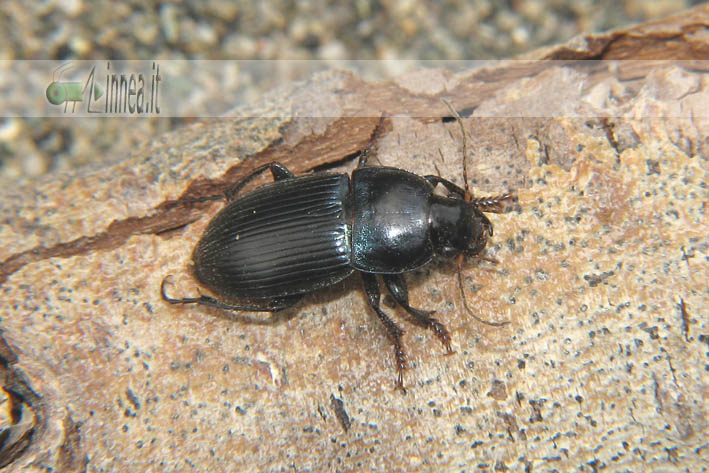 Harpalus dimidiatus